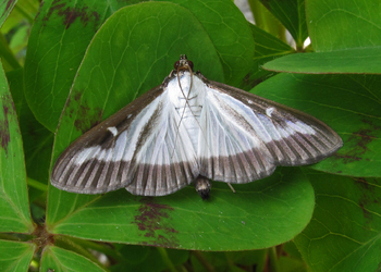 Buchsbaumzünsler (Cydalima perspectalis) - © Leo Kuzmits